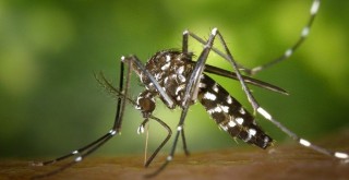 Dikkat! Bu sivrisinek Türkiye’de!