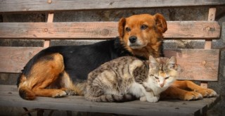 Katliam yasası komisyondan geçti