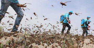 Çekirge istilası 1 milyon kişiyi aç bıraktı