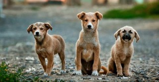 Salgını yarasa yiyen köpekler başlattı tartışması