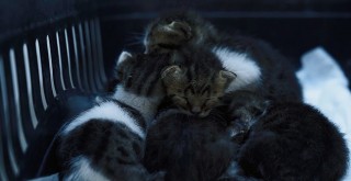 Anneleri ölen yavru kedilere belediye sahip çıktı