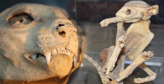 O hayvanın türü bulunamadı