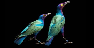 National Geographic Photo Ark Sergisi Beşiktaş'ta