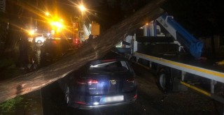 Etiler'de otomobilin üzerine ağaç devrildi