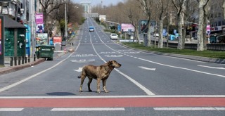Sokağa çıkma yasağında bunlar serbest