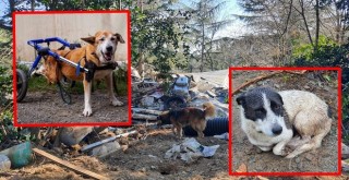 Boğaziçi Üniversitesi'nde hayvanlara tahliye! Gönüllülere giriş yasağı! Açıklamalar peş peşe geldi!