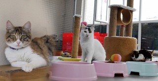 Beşiktaş Belediyesi şiddete uğrayan sokak hayvanlarına sahip çıkıyor