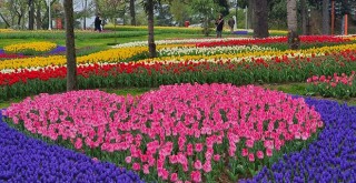 İstanbul'da Lale Bayramı heyecanı