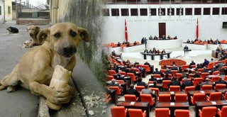 Hayvan Hakları Yasası yılbaşından sonra Meclis'te