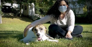 Beşiktaş Belediyesi'nden merdivenleri çıkamayan köpek için özel kapı