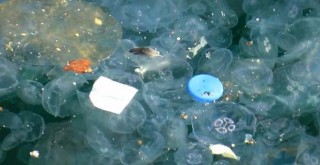 Beşiktaş sahil şeridini denizanaları bastı