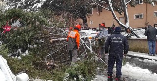 Devrilen ağaç 4 araca zarar verdi