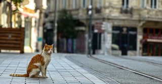 Bakanlık'tan sokağa çıkma yasağı açıklaması