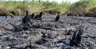 Türkiye'ye düşen meteor 50 dönüm alana hasar verdi