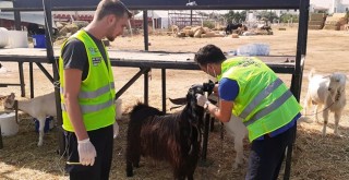 Veteriner hekimler yangınlardan kurtarılan hayvanlar için görev başında