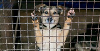 Türkiye'de sokak köpeği tartışması büyüyor!