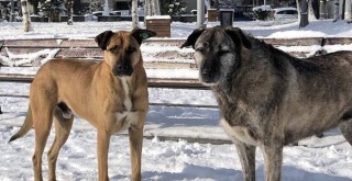 Bebek Parkı'nda köpek hırsızlığı! Hayvanseverlerden İmamoğlu'na çağrı!..