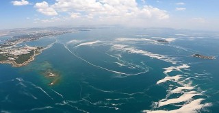 Marmara Denizi'ndeki müsilaj balık çeşitliliğini azalttı