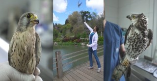 ÖZEL HABER: Beşiktaş Belediyesi'nden yolculuklarına ara veren göçmen kuşlara destek!