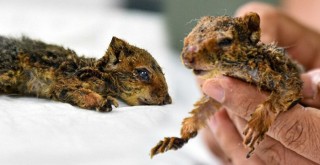 Manavgat'taki yangından çıkan yavru sincap yoğun bakımda