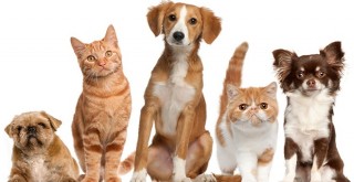 Can dostlarımızın iyiliği için çalışmaya devam edeceğiz