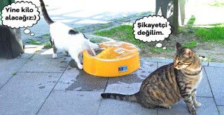 Beşiktaş'ın sokaklarına korunaklı su ve mama kapları yerleştirildi