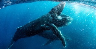 “Gezegenimiz” belgeseli çok yakında