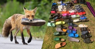 Yüzlerce terlik ve ayakkabıyı çalan tilki suç üstü yakalandı