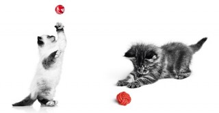 Pandemi döneminin gizli kahramanları kediler