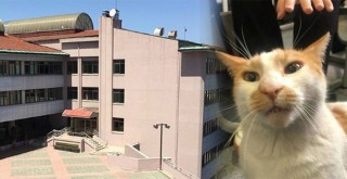 Okulda dehşet! Çocuklar kimlere emanet? Öğretmen okulun kedisini 5. kattan aşağı attı!