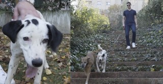 Beşiktaş'ın can dostları emin ellerde