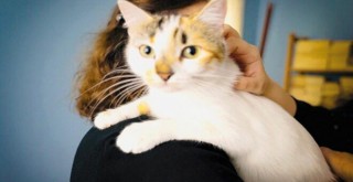 Beşiktaş’ta can dostları için Satın alma Sahiplen çağrısı