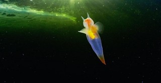 Buzların altında yaşayan gizemli yaratıklar