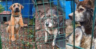 Beşiktaş'taki Boğaziçi Üniversitesi'nden skandal karar! 22 yıllık barınak önce taşındı, şimdi de köpekler atılıyor!