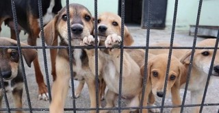 Bakan açıkladı! Sokak hayvanları yasasını uygulamayana hapis cezası!