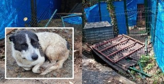 Boğaziçi Üniversitesi'nde hayvanlar apar topar tahliye edilmişti! Yeni barınma alanına da yıkım kararı çıktı!