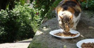 Vatandaşlar bu soruna çözüm istiyor