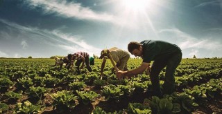 Hazine arazileri çiftçiye açıldı