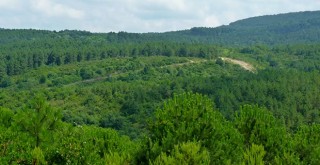 Betonlaşmanın önü açılıyor! Ormanlara imar kanunu